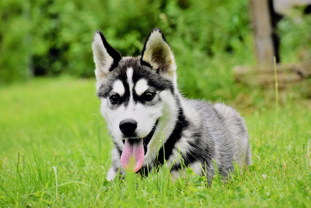 Nyyrikki Tierschutzverein Minden und Umgebung e.V.