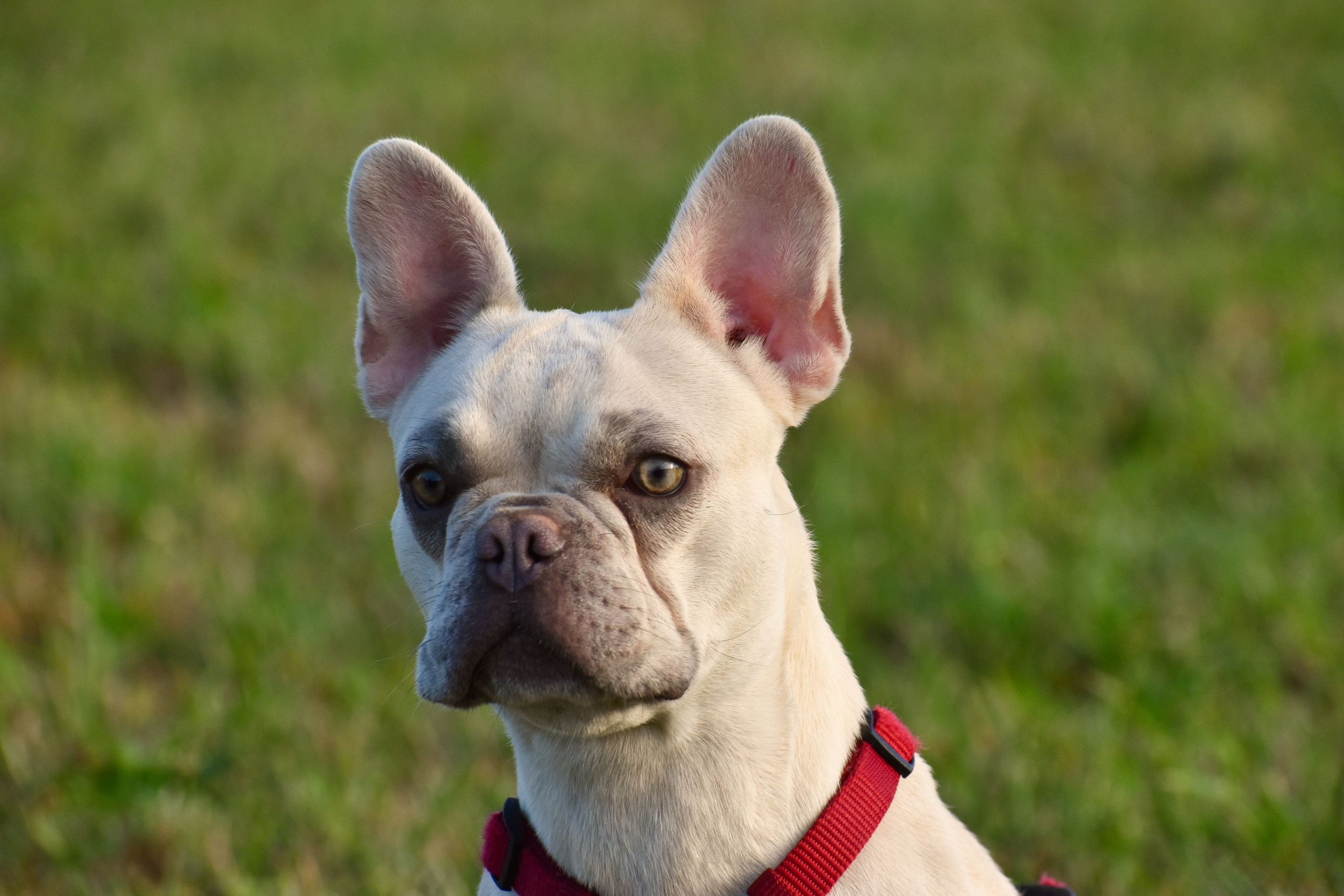 Joyce - Französische Bulldogge - Bild 3