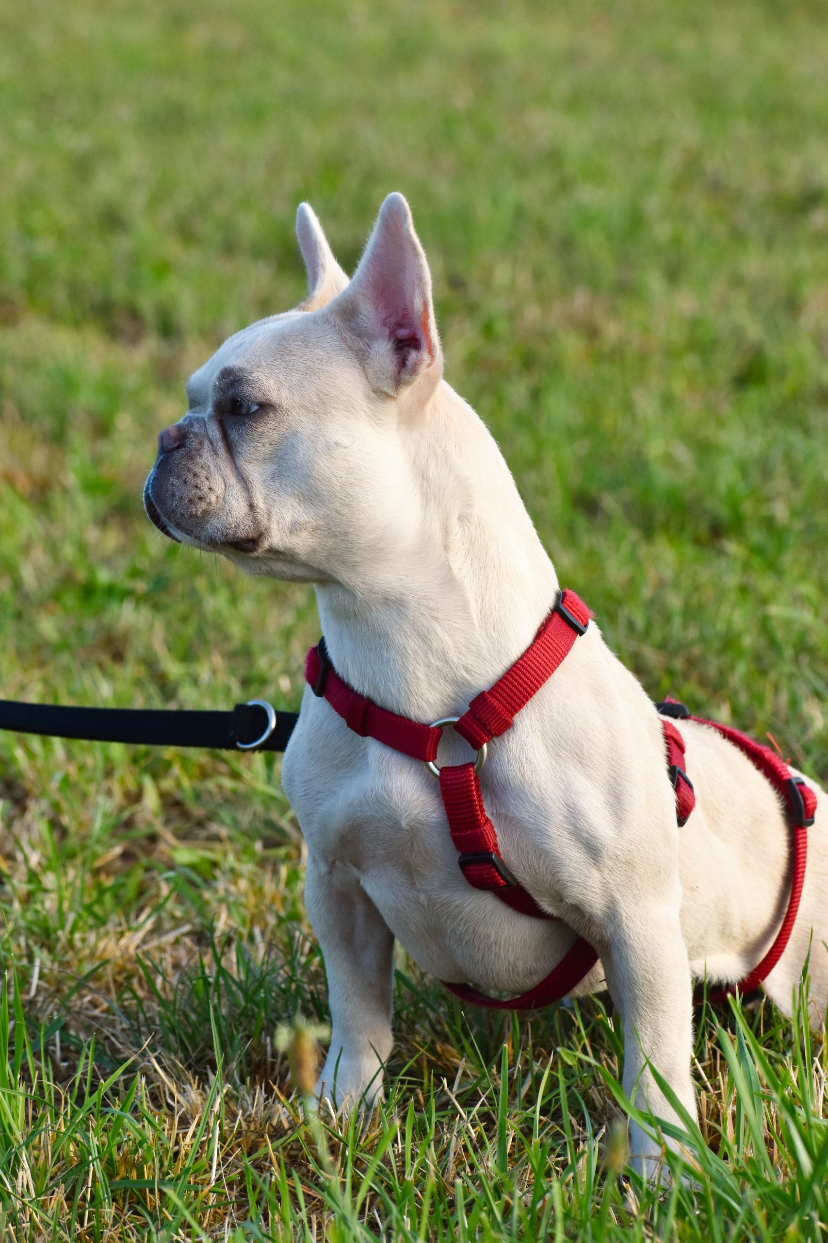 Joyce - Französische Bulldogge - Bild 2