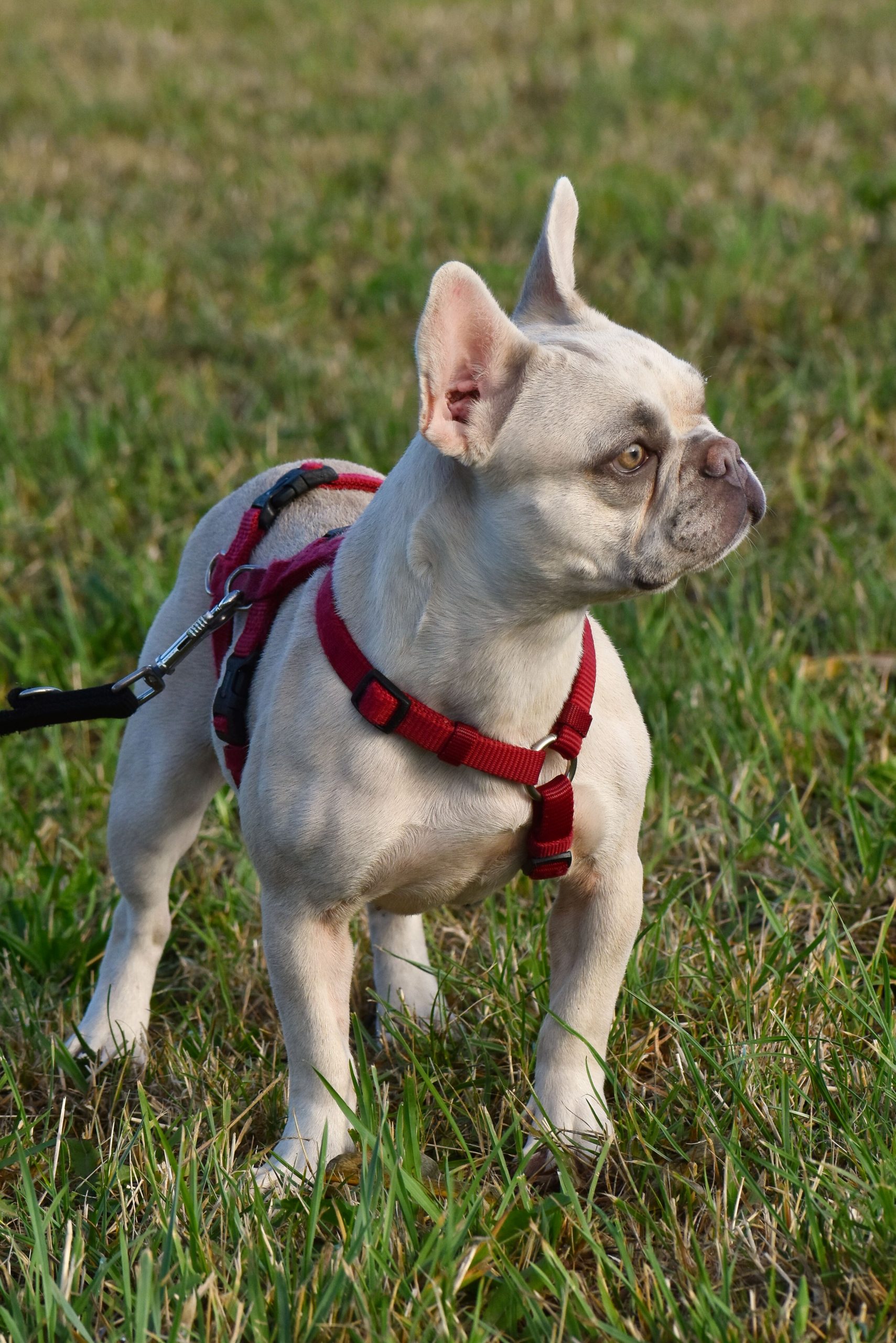 Joyce - Französische Bulldogge - Bild 4