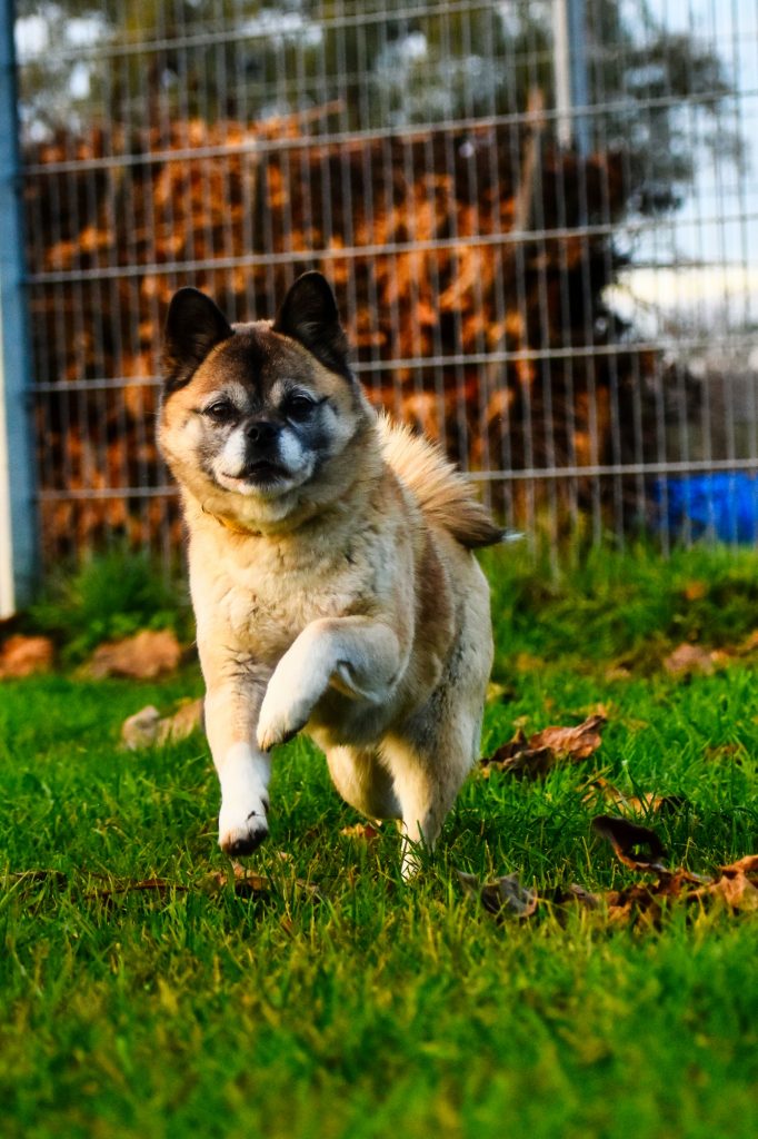 Greta - Mops - Bild 2