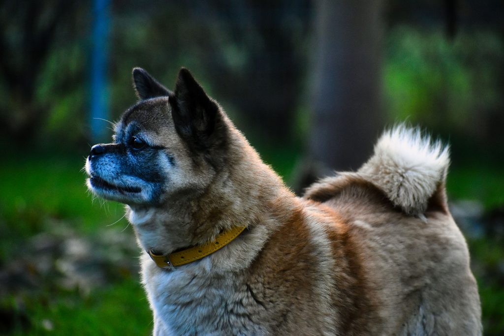 Greta - Mops - Bild 4