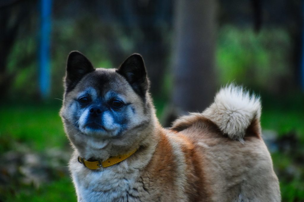 Greta - Mops - Bild 6