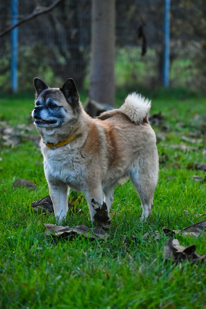 Greta - Mops - Bild 8