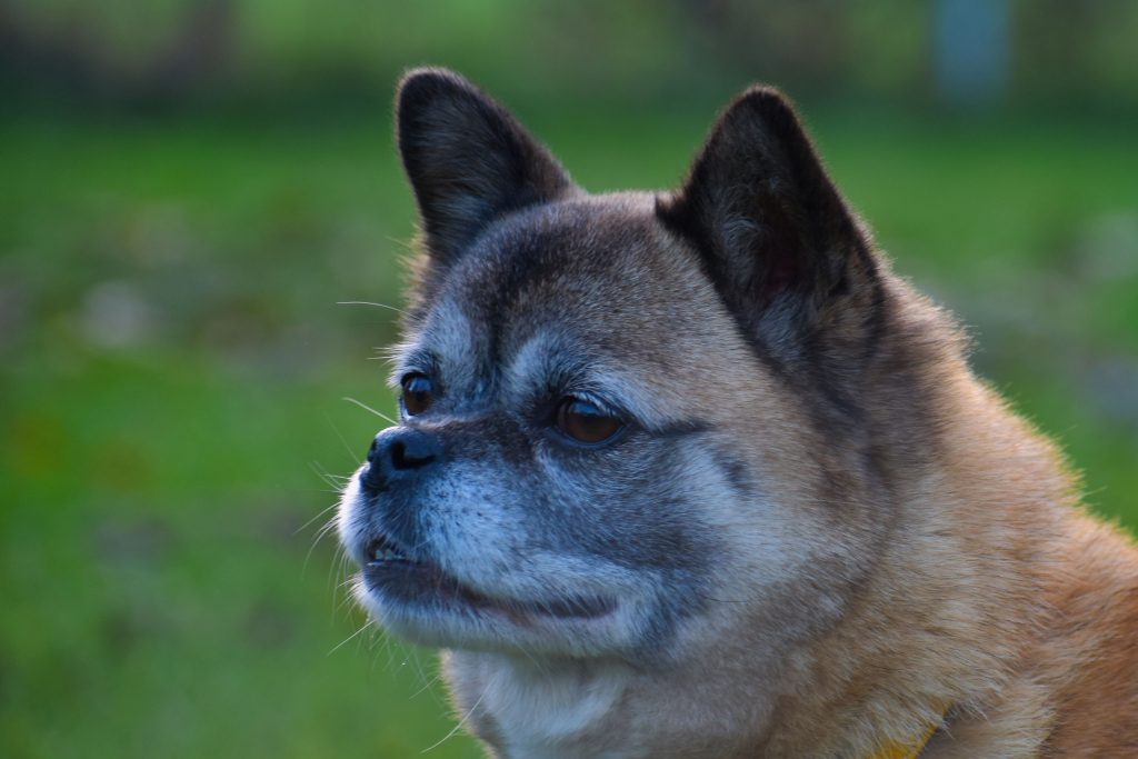 Greta - Mops - Bild 10