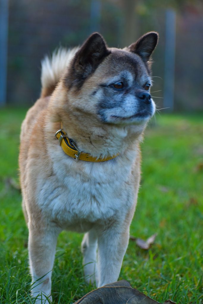 Greta - Mops - Bild 12