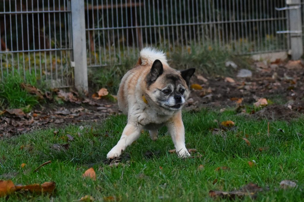 Greta - Mops - Bild 14