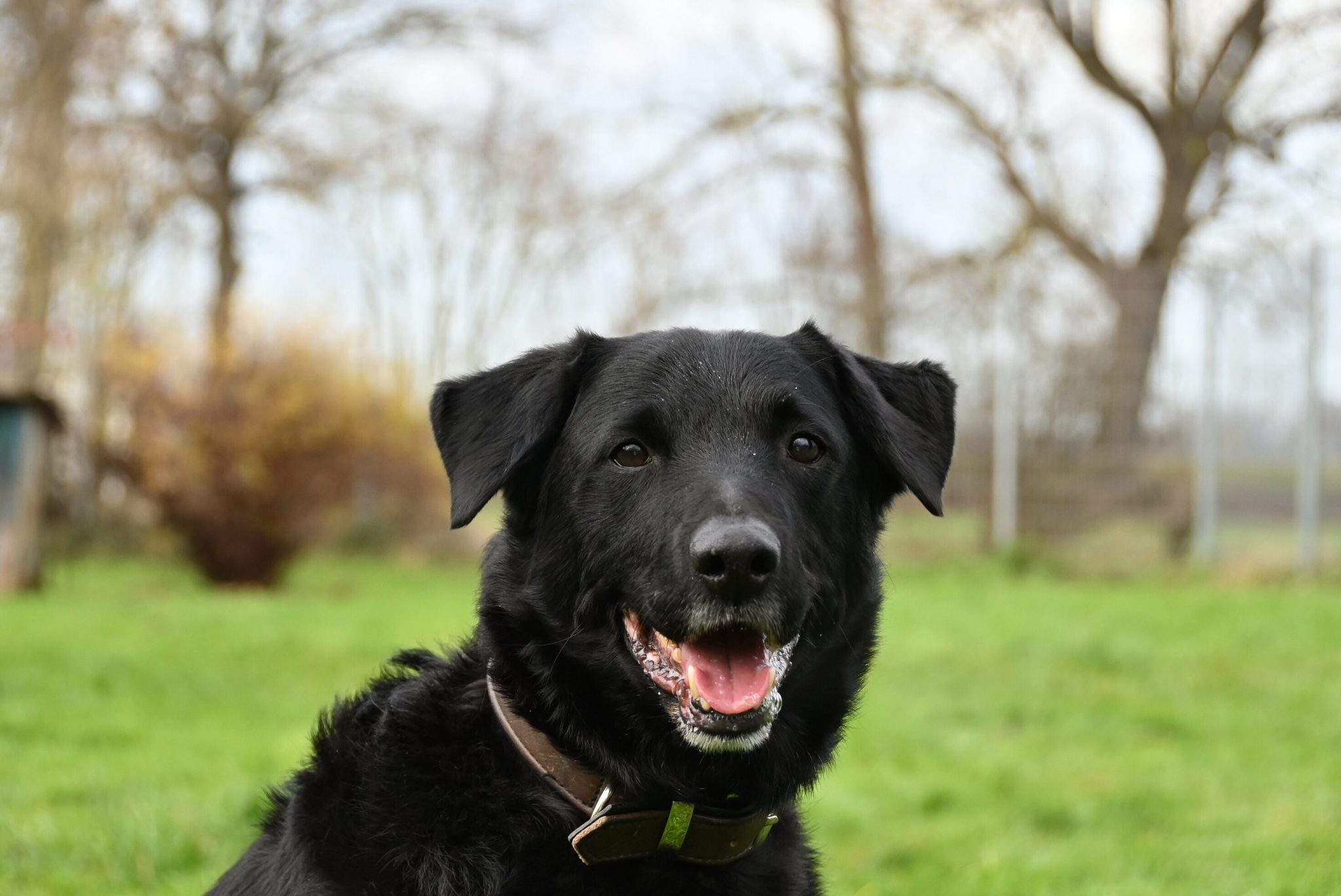 Benji, Mischling – Tierheim Minden