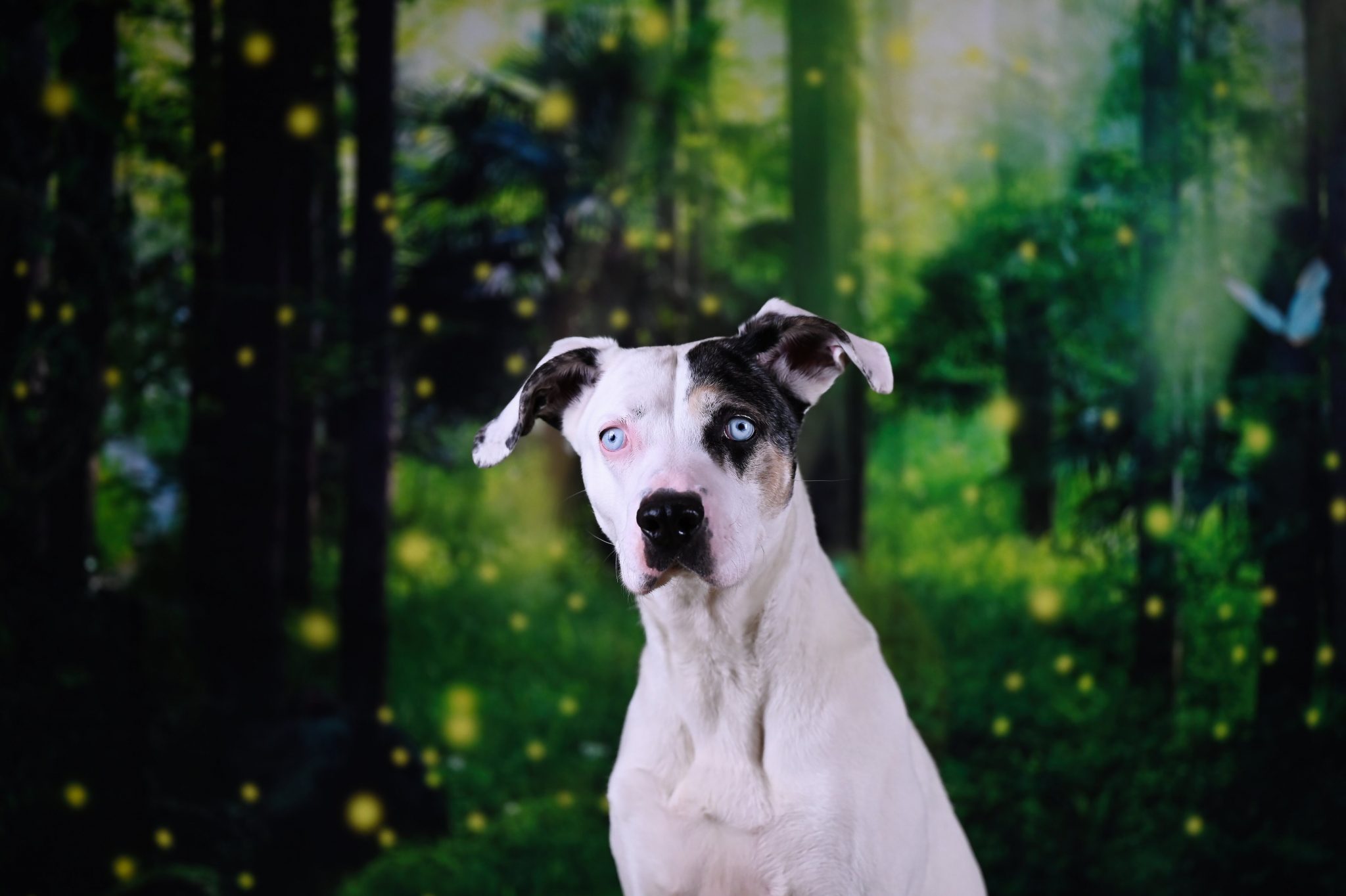 Dakota, Louisiana Catahoula Leopard Dog – Tierheim Minden