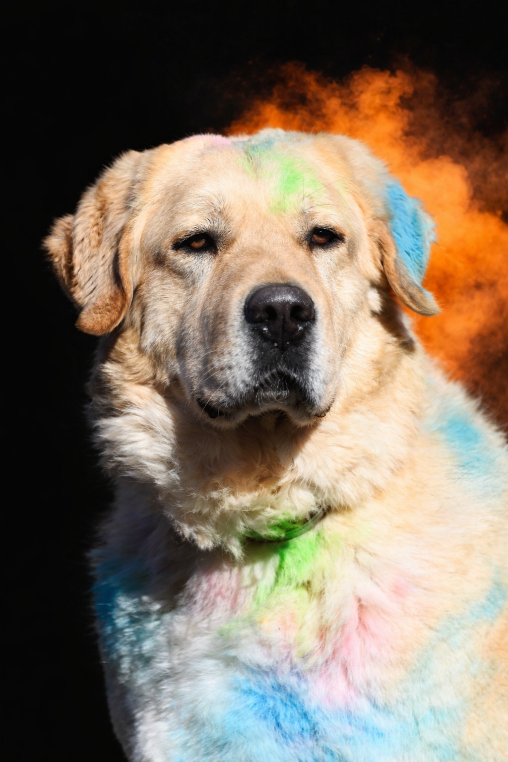Janosch, Herdenschutzhundmix – Tierheim Minden