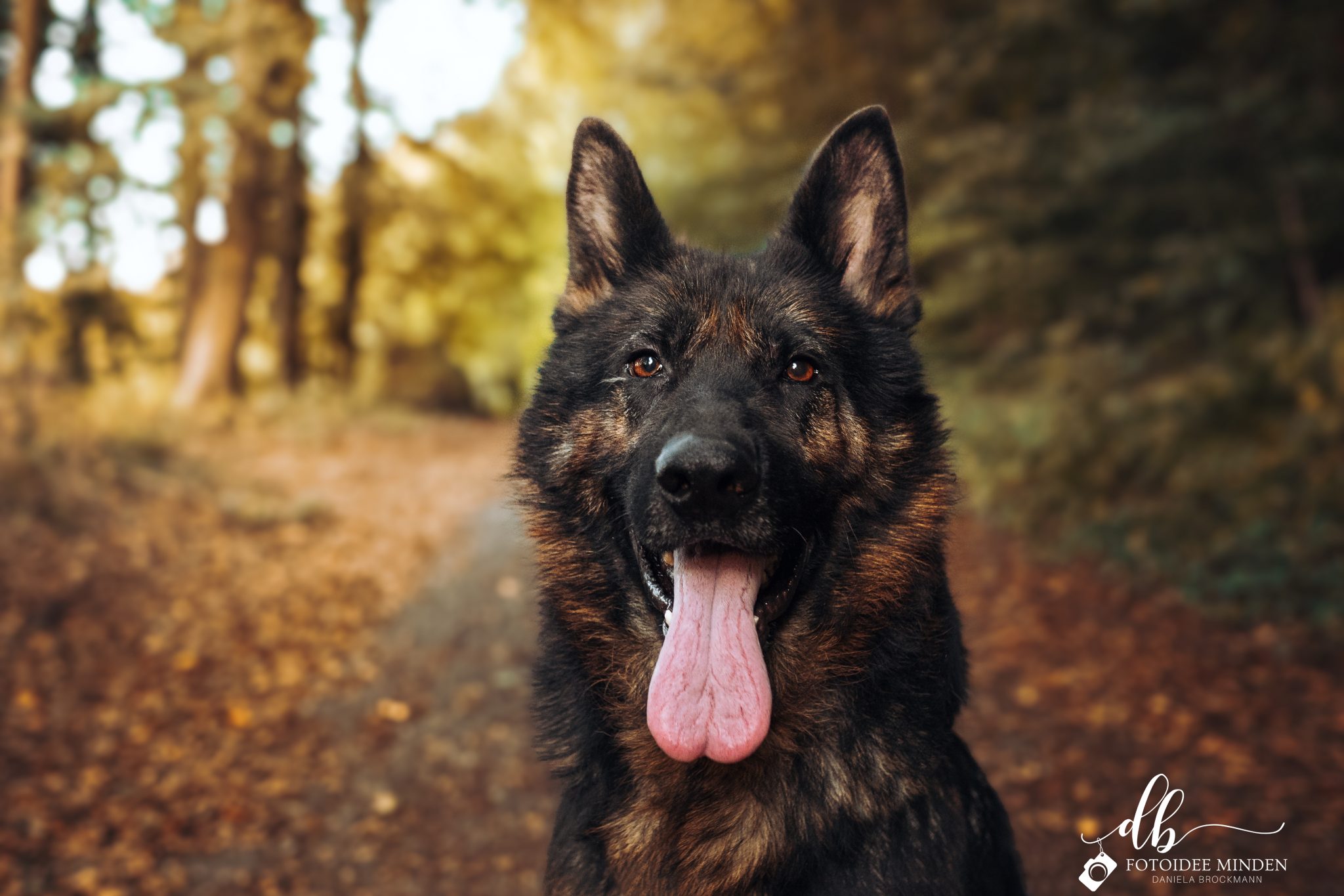 Akiro, Schäferhund – Tierheim Minden