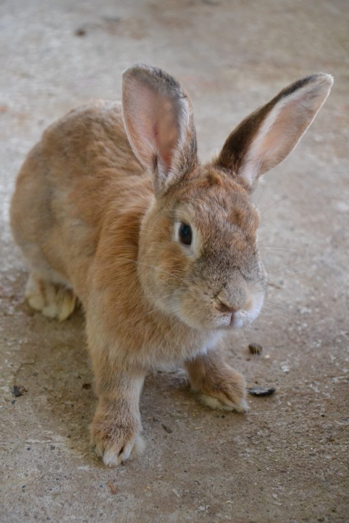 Xenia Tierschutzverein Minden und Umgebung e.V.