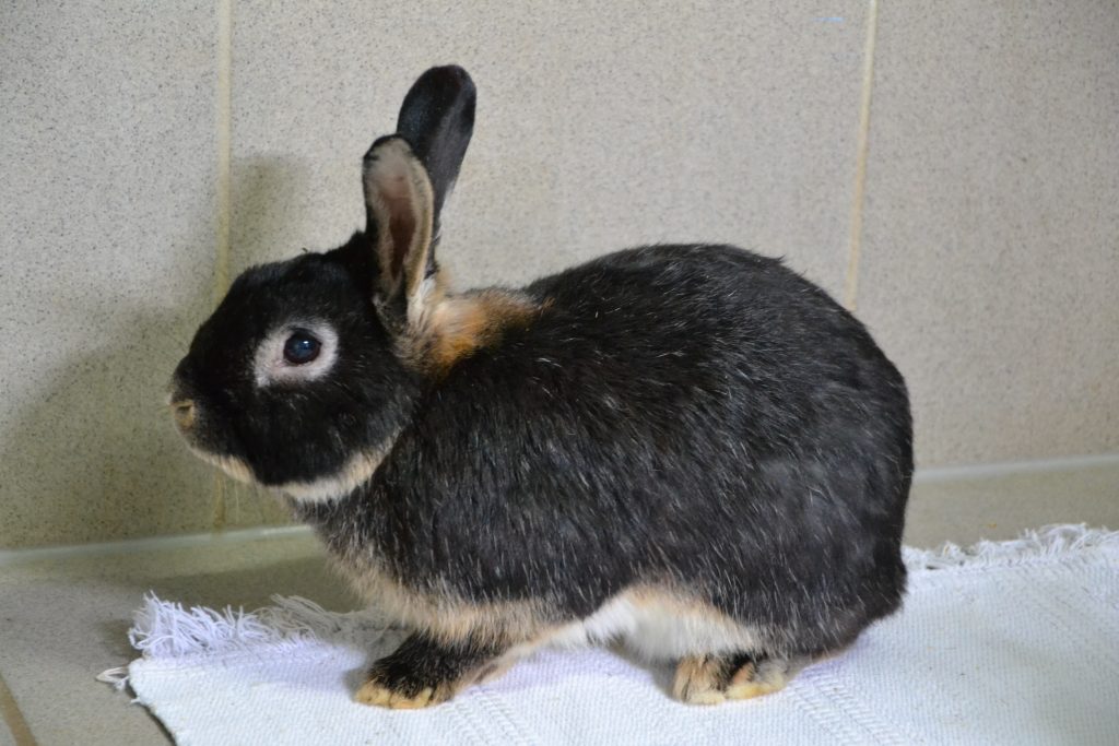 Zacharias Tierschutzverein Minden und Umgebung e.V.