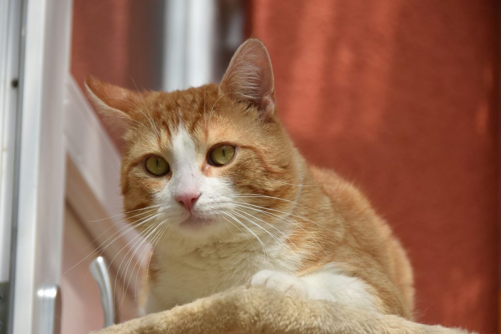 Caius Tierschutzverein Minden und Umgebung e.V.