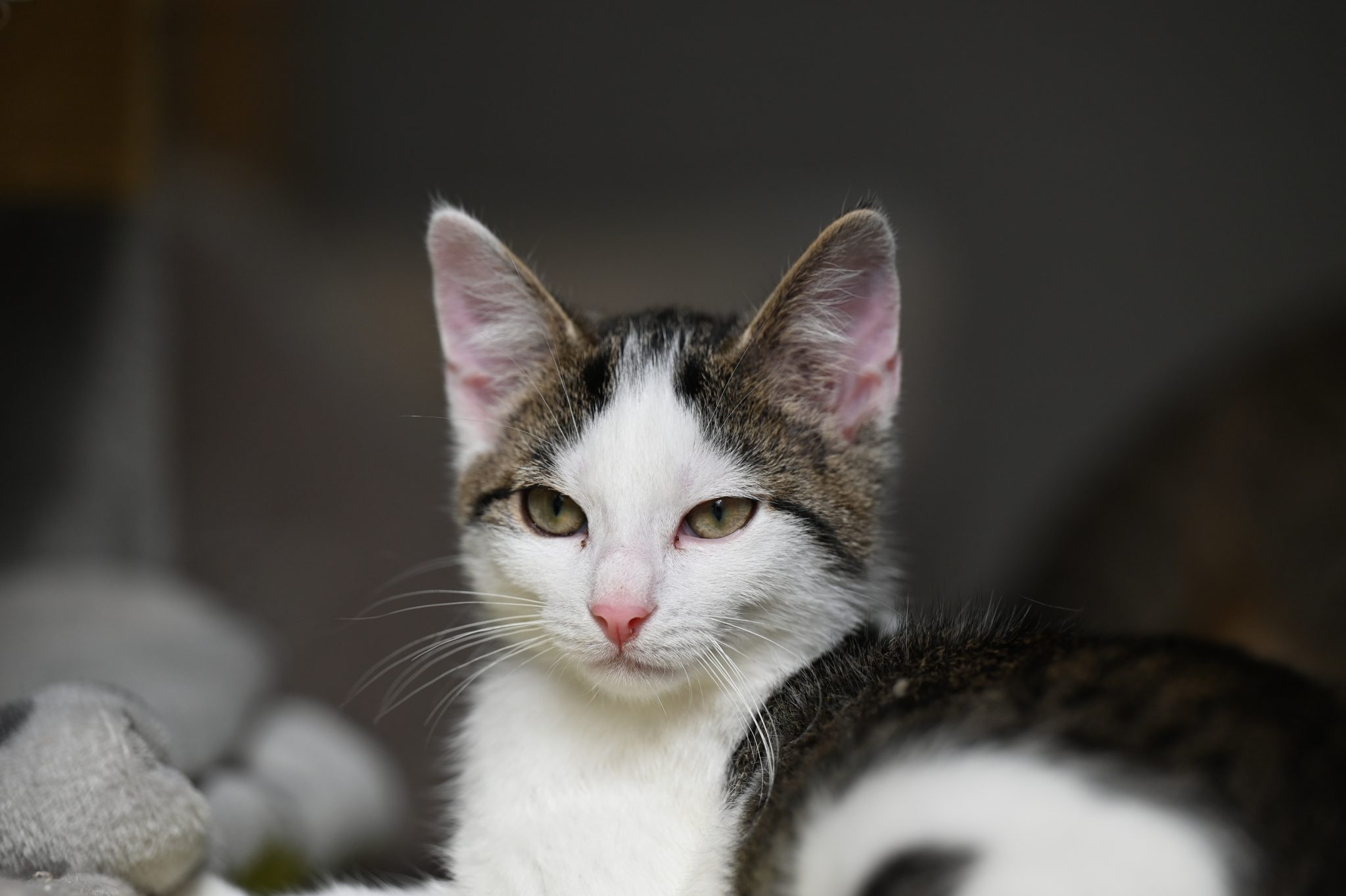 Findus, EKH – Tierheim Minden